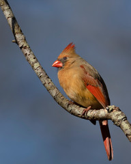 Female Northern Cardinal on Tree Branch