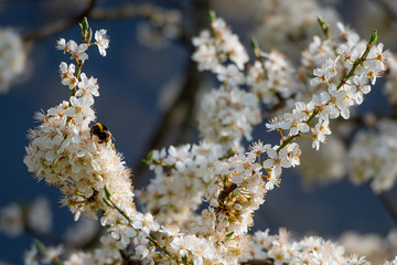 flowering cherry tree