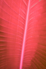Exotic plant palm leaves close up in duo  coral pink red tone in vibrant bold trendy colors. Concept fashion art. Minimal surrealism. Tropical succulent.