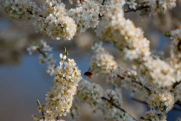 flowering cherry tree