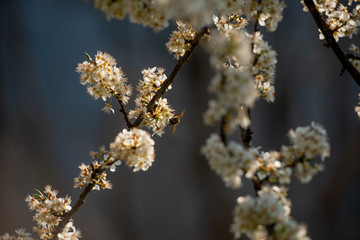 flowering cherry tree