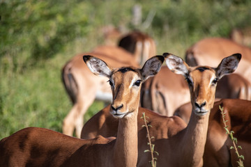 Impala, Herd of Impala, Serengeti, Tanzania, Africa