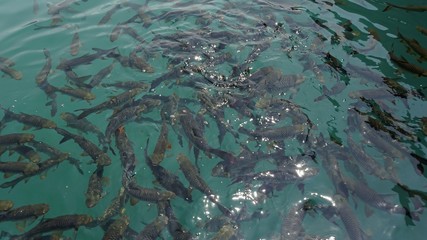 fish swarm in chiao lan lake in thailand