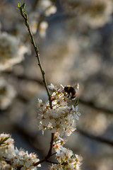 flowering cherry tree