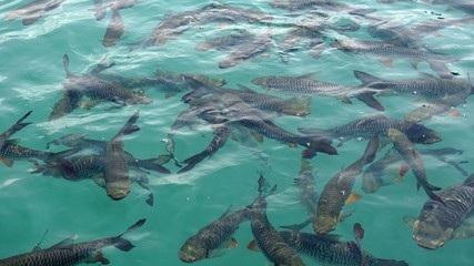 fish swarm in chiao lan lake in thailand