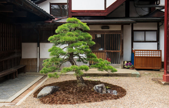 Beautiful green tree on island of turf in front of traditional Japanese building