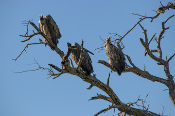 White-backed Vulture Flock Birds Perched Resting Dry Season Snag Dead Tree Branch in South Africa