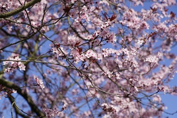 Rosafarbene Kirschblüten im Frühling