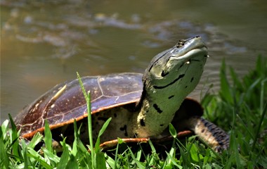 turtle on grass