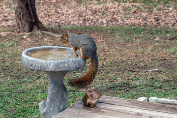 A squirrel takes advantage of the bird bath on a cool day in Missouri. Bokeh background.