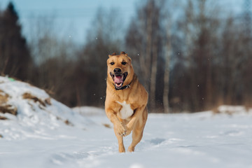 Big dog running at camera direction, looking happy. Mongrel in the snow