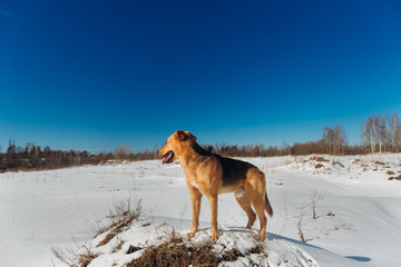 Cute mixed breed dog outside. Mongrel in the snow