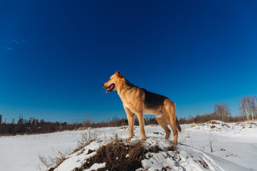 Cute mixed breed dog outside. Mongrel in the snow