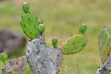 cactus in garden