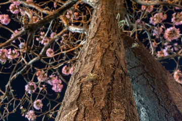 Obraz premium Tabebuia rosea