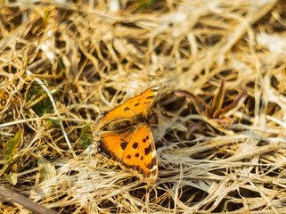Butterfly after winter