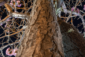  Tabebuia rosea