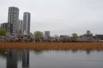 Fototapeta premium 不忍の池 櫻