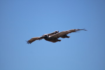 Pelicans in Flight 2