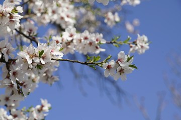 Weiße Mandelblüte im Frühling