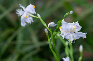 Fototapeta premium 春の花