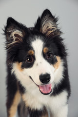 Playful Border Collie shepherd pup sitting with open mouth on grey studio background