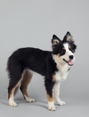 Playful Border Collie shepherd pup standing and looking to the side on grey studio background
