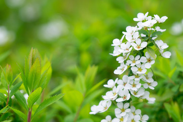 春の花