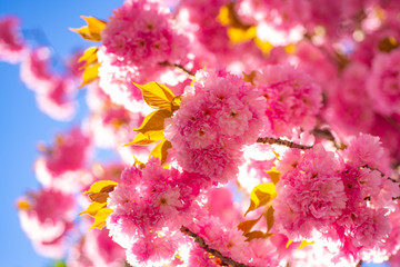 Spring border background with pink blossom. Cherry blossom. Branch delicate spring flowers. Sacura cherry-tree. Sakura Festival.