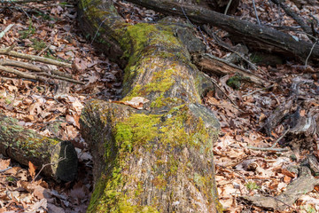 fallen tree in the forest