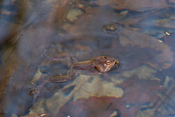 frog in the water