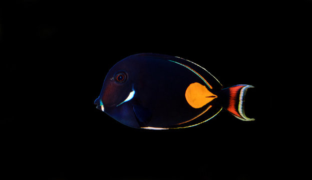 Achilles Surgeon Fish Tang -(Acanthurus achilles) 