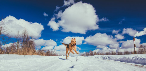Naklejka na ściany i meble Big dog running at camera direction, looking happy. Mongrel in the snow