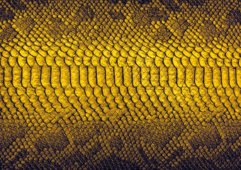 Snake skin background. Close up reptile texture.