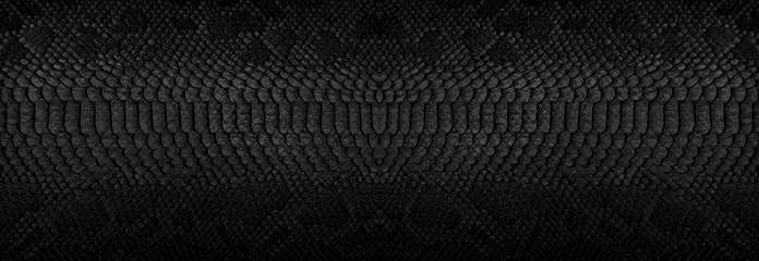 Poster Snake skin background. Panoramic web banner with copy space. © Ok