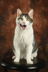 Cat licking face with tongue