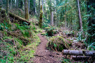 Falls View Canyon Trail #868 in the Falls View Campground in the Olympic National Park near Quilcene, Washington