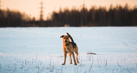 Cute mixed breed dog outside. Mongrel in the snow