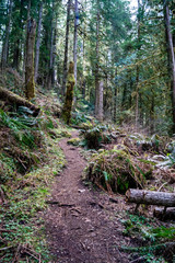 Falls View Canyon Trail #868 in the Falls View Campground in the Olympic National Park near Quilcene, Washington