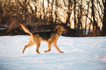 Cute mixed breed dog outside. Mongrel in the snow