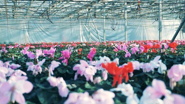 Red and pink cyclamen growing in pots at a modern greenhouse.