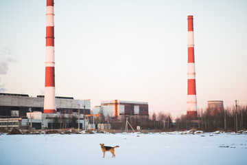 Cute mixed breed dog outside. Mongrel in the snow