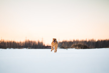 Big dog running at camera direction, looking happy. Mongrel in the snow on sunset