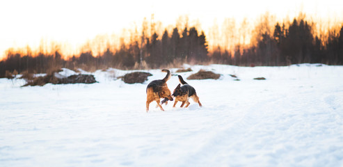 Cute two mixed breed dogs playing outside in a snow field