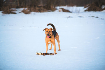 Cute mixed breed dog outside. Mongrel in the snow