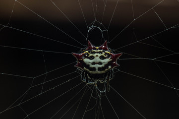 spider