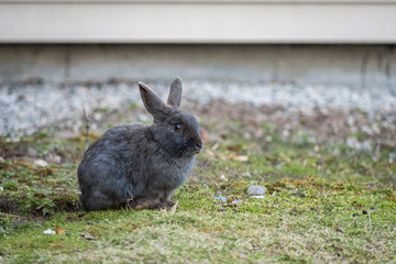 cute grey rabbit sitting on green grassy ground resting in front of building wall in the park