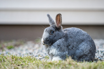 cute grey rabbit laying on green grassy ground resting in front of building wall in the park