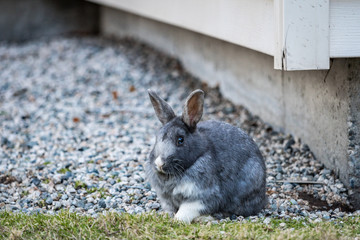 cute grey rabbit laying on green grassy ground resting in front of building wall in the park