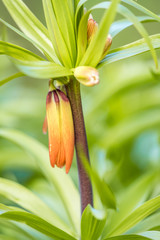 close up of beautiful orange fritillaria flower buds in the garden with  green leaves background